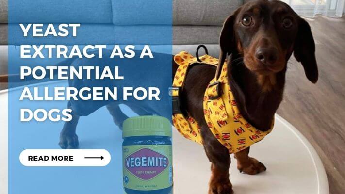 Yeast Extract as a Potential Allergen for Dogs