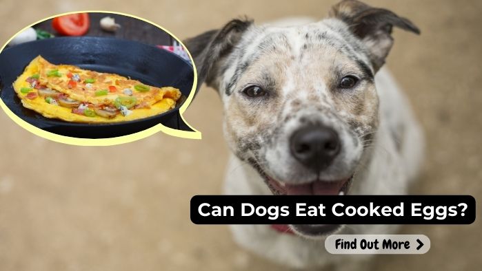 can dogs eat Cooked-Egg