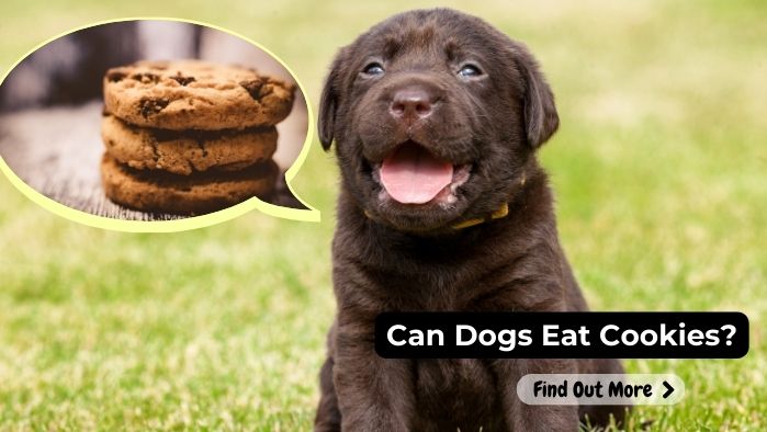 can dogs eat Cookies