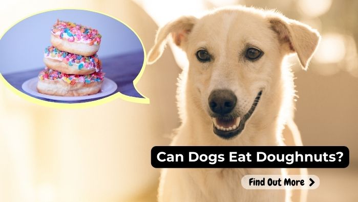 can dogs eat Doughnuts