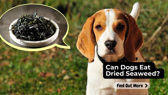 can dogs eat Dried Seaweed