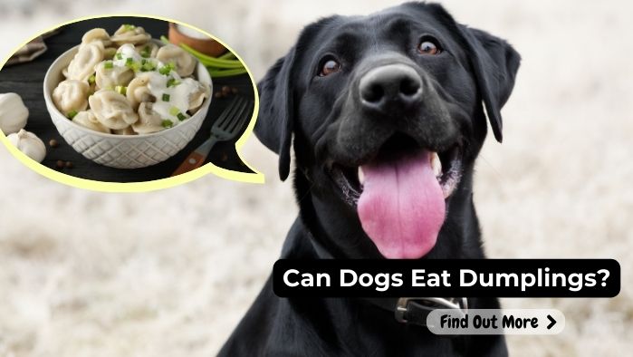 can dogs eat Dumplings