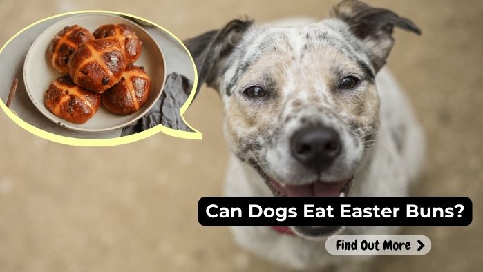 can dogs eat Easter Bun