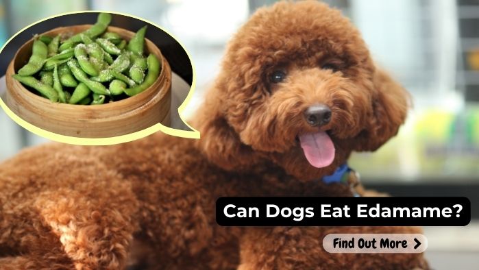 can dogs eat Edamame