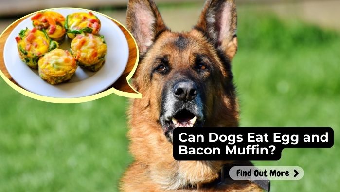can dogs eat Egg and Bacon Muffin