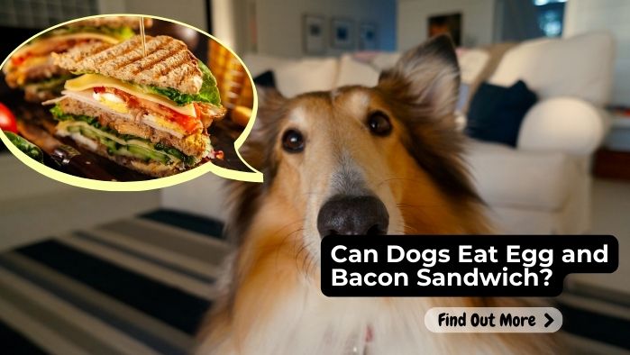 can dogs eat Egg and Bacon Sandwich