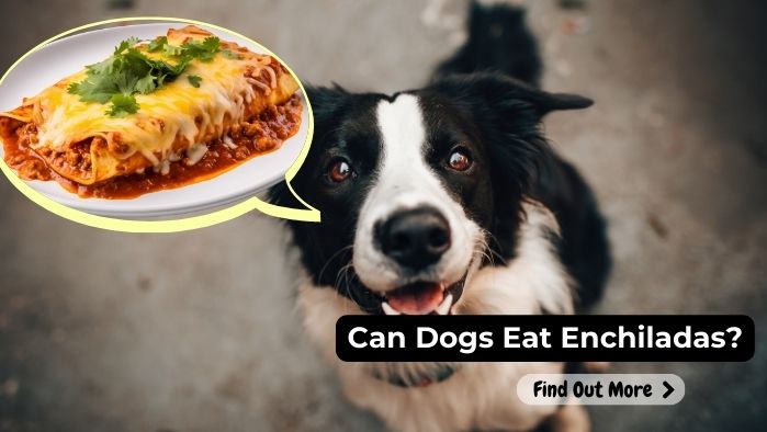 can dogs eat Enchiladas