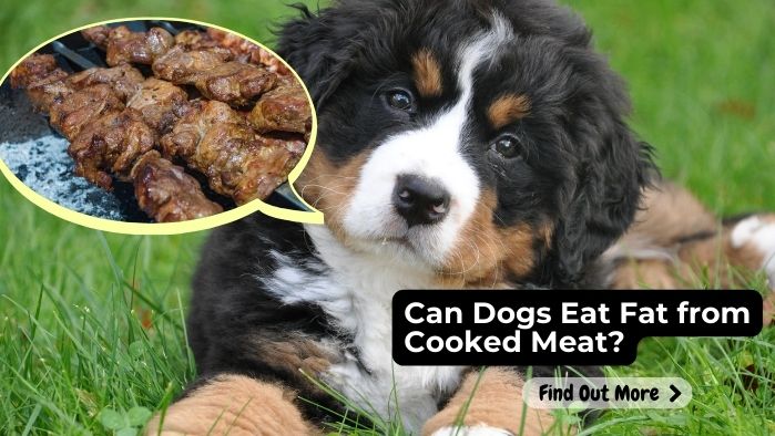 can dogs eat Fat from Cooked Meat