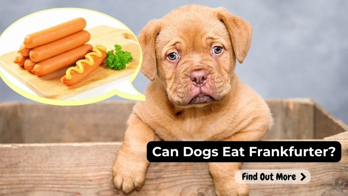 can dogs eat Frankfurter