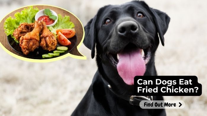 can dogs eat Fried Chicken