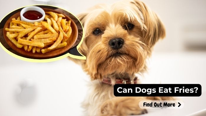 can dogs eat Fries