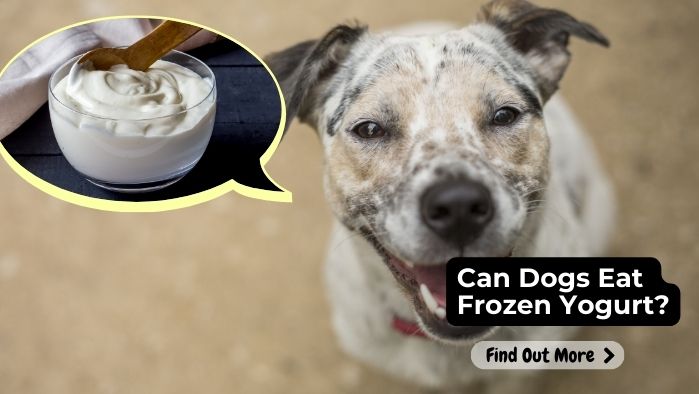 can dogs eat Frozen Yoghurt
