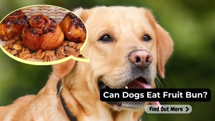 can dogs eat Fruit Bun