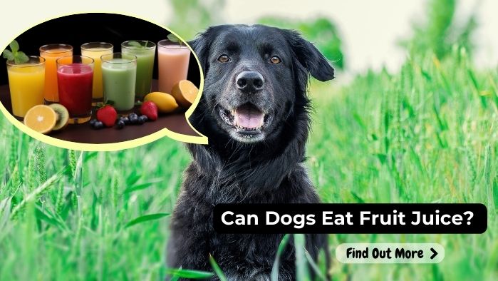 can dogs eat Fruit Juice All Varieties