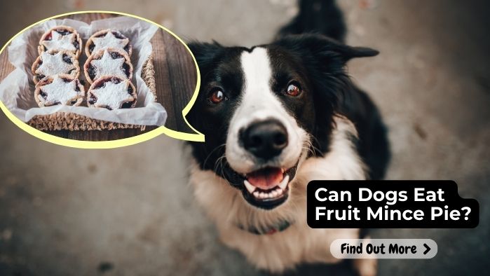 can dogs eat Fruit Mince Pie