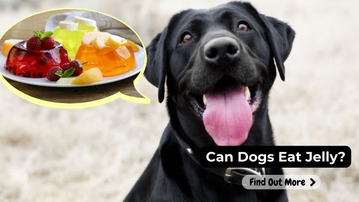 can dogs eat Jelly