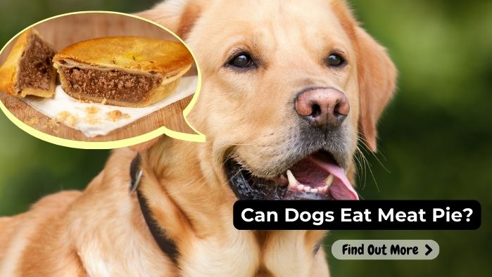 can dogs eat Meat Pie