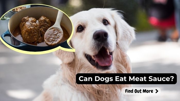 can dogs eat Meat Sauce