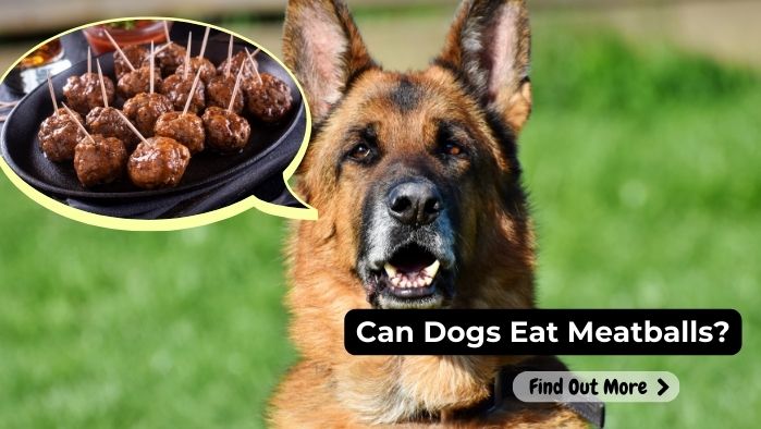 can dogs eat Meatballs