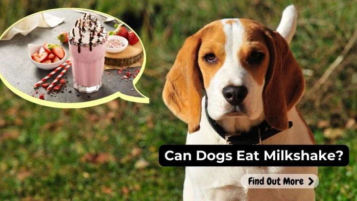 can dogs eat Milkshake
