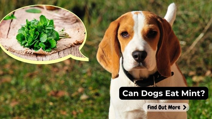 can dogs eat Mint