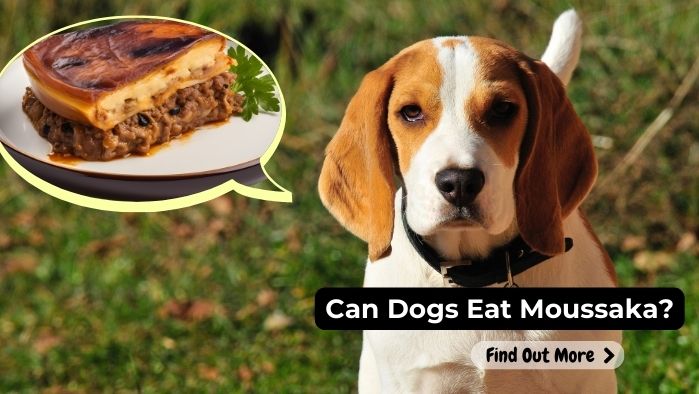 can dogs eat Moussaka