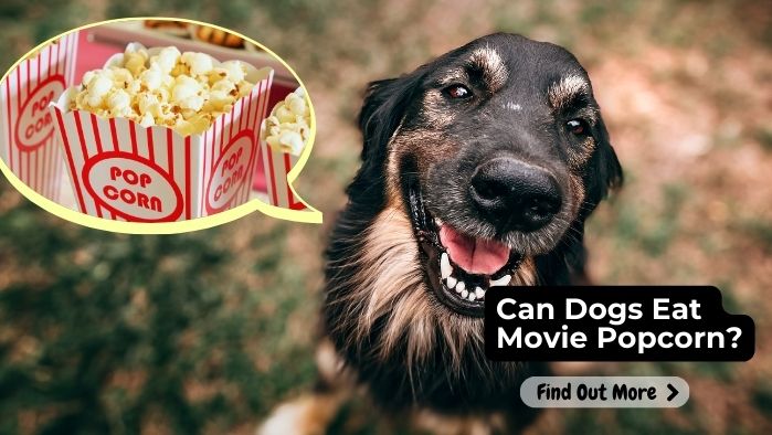 can dogs eat Movie-Popcorn