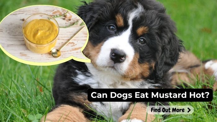 can dogs eat Mustard Hot