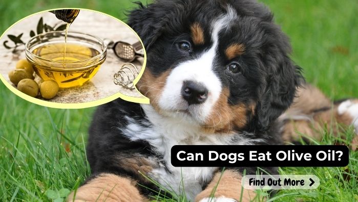 can dogs eat Olive-Oil