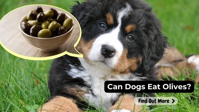 can dogs eat Olives