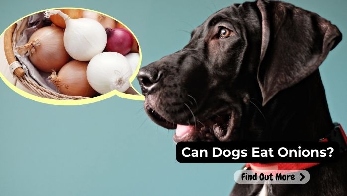 can dogs eat Onions