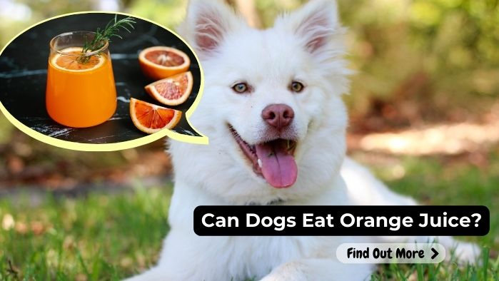 can dogs eat Orange-Juice