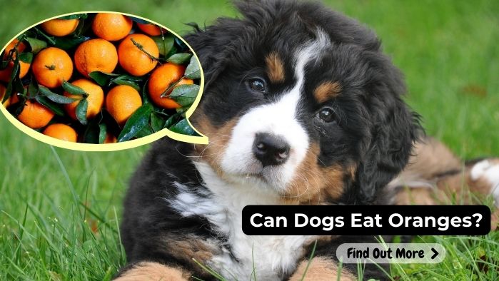 can dogs eat Oranges
