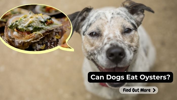 can dogs eat Oysters