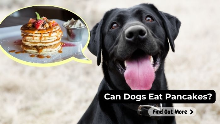 can dogs eat Pancakes