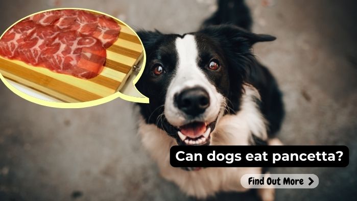 can dogs eat Pancetta