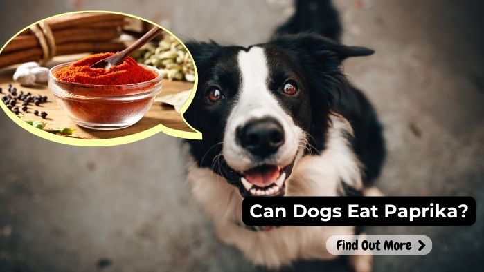 can dogs eat Paprika