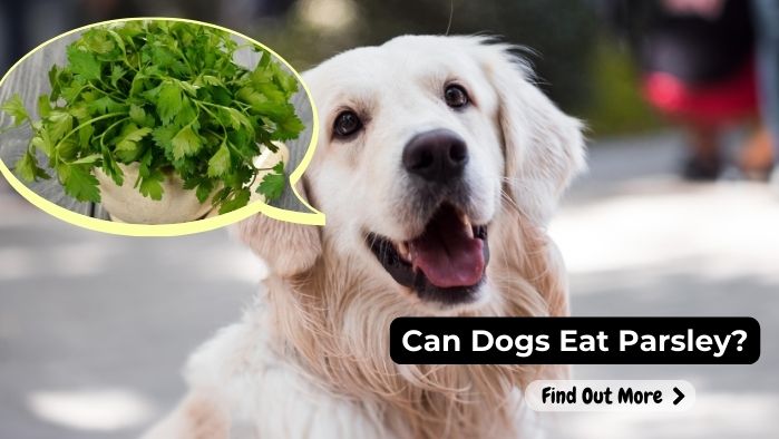 can dogs eat Parsley