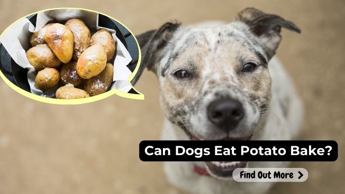 can dogs eat Potato Bake