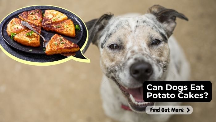 can dogs eat Potato-Cakes