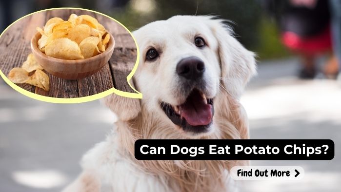 can dogs eat Potato-Chips