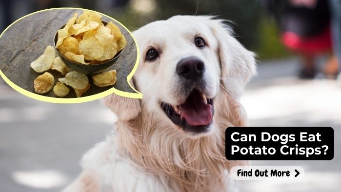 can dogs eat Potato Crisps