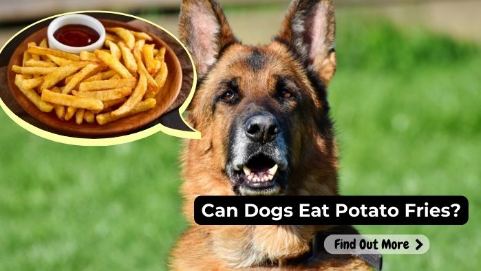 can dogs eat Potato Fries