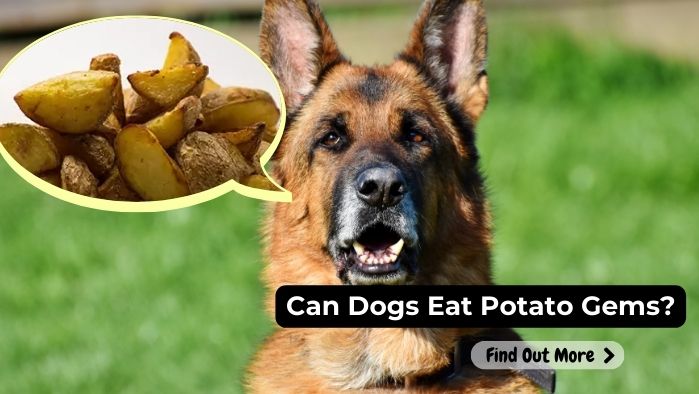 can dogs eat Potato Gems