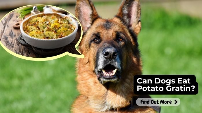 can dogs eat Potato Gratin