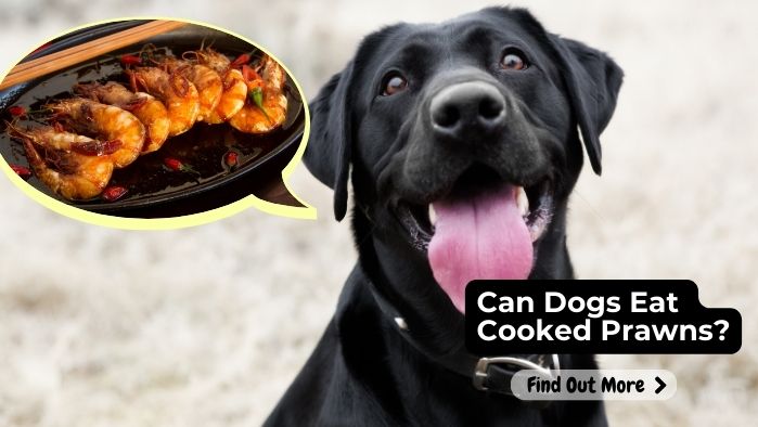 can dogs eat Prawns Cooked