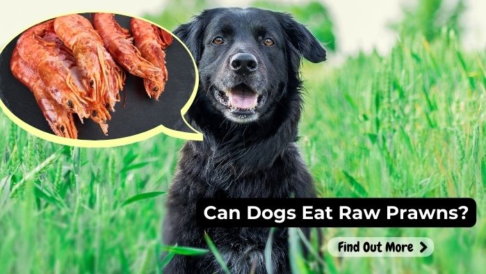 can dogs eat Prawns Raw