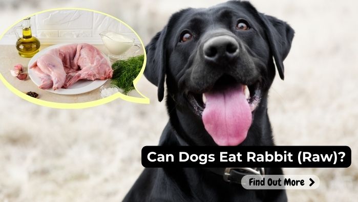 can dogs eat Rabbit-(Raw)