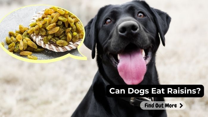 can dogs eat Raisins