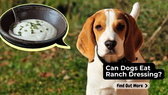 can dogs eat Ranch-Dressing